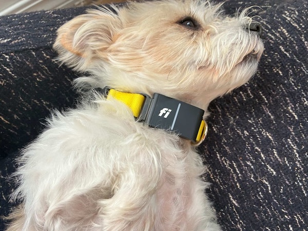 The ultimate pet tech roundup: CNET's pet owners tested every device to find the best | CNET