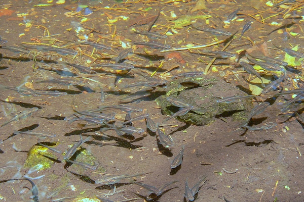 Love the habitat you're with | bioGraphic