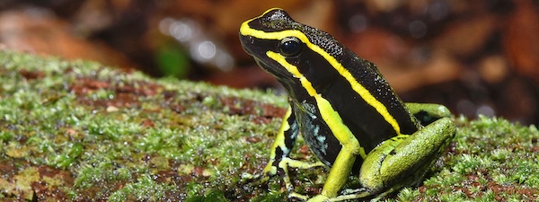 Animals that eat poisons and don't die | Knowable Magazine