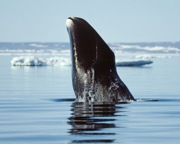 Can bowhead whales with their 200-year lifespan help us to slow ageing? | The Guardian