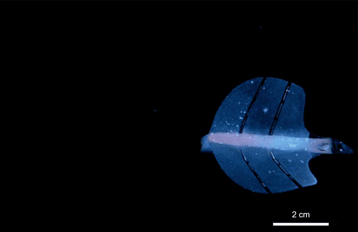 Ultrasound makes artificial muscles bubble to life | IEEE Spectrum