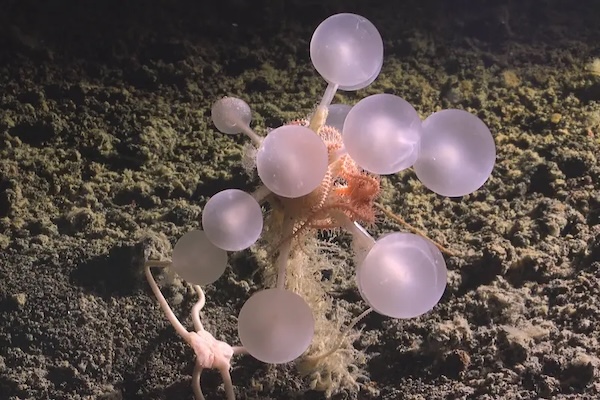 'Death ball' sponge and glowing worms among creatures discovered in southern ocean | YaleEnvironment360