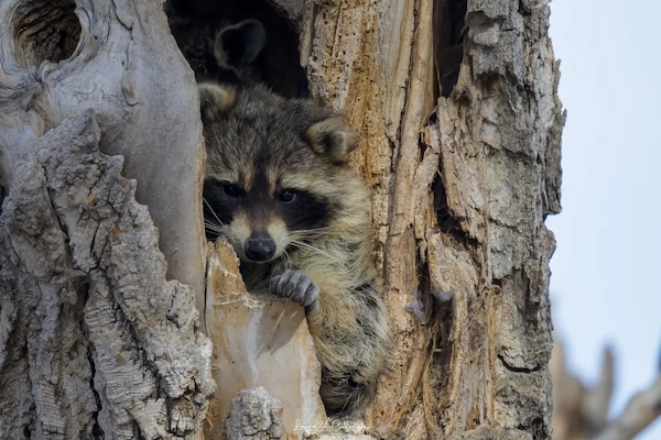 Urban raccoons are showing signs of early domestication, with shorter snouts than their rural cousins | Smithsonian Magazine