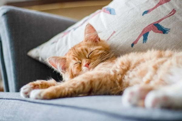 The story of how cats conquered the world just got weirder | Gizmodo