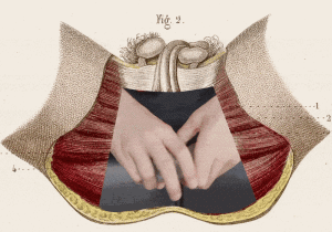 The pelvic floor is a problem - WIRED