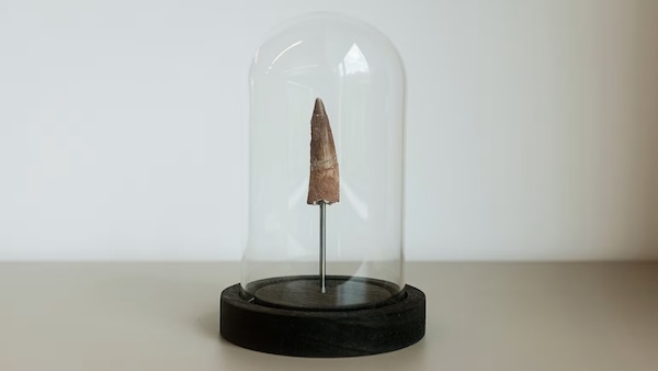 I tried to find out if the dinosaur tooth I bought online was real. It didn't go as expected | CNN