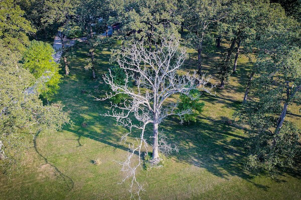 The scourge of native oaks is blowing in the wind | bioGraphic