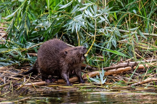 Beavers are dam good for biodiversity, bringing bats, butterflies, and other critters to their neighborhoods | Smithsonian Magazine