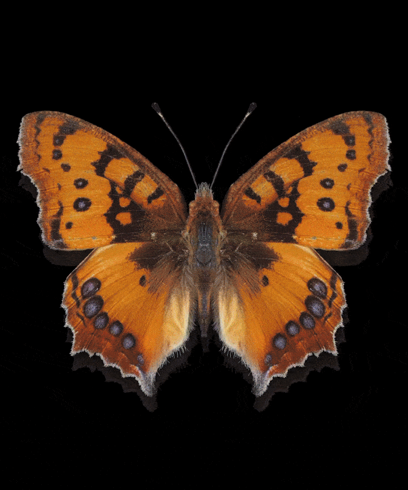 @aljoshad_ on Instagram