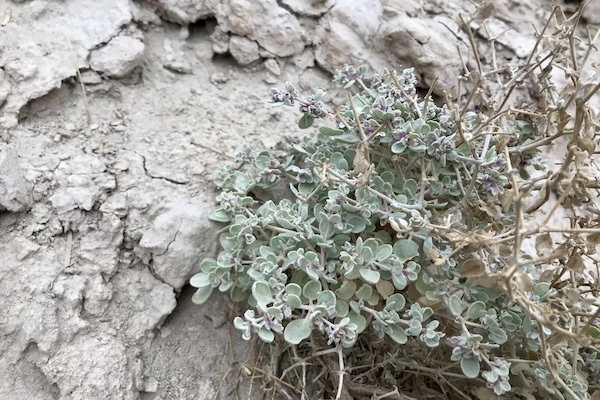This shrub thrives in Death Valley's scorching temperatures. Where do its heat-tolerant superpowers come from? | Smithsonian Magazine