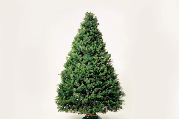Using genetics to make a more perfect Christmas tree | WIRED