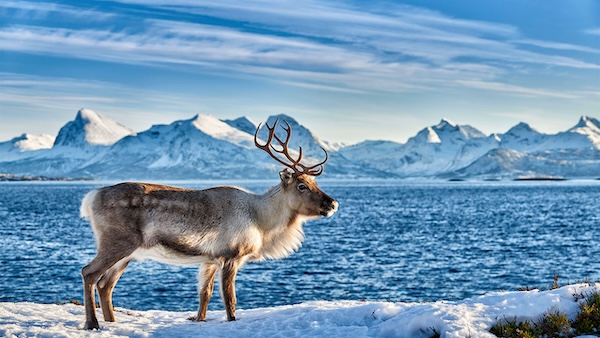 How reindeer evolved to survive freezing Arctic winters | Science