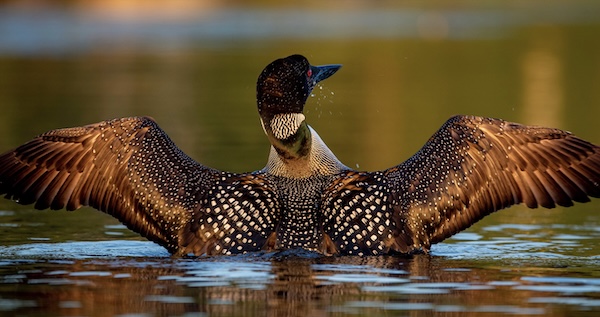 Why are loons still dying from lead poisoning? | bioGraphic