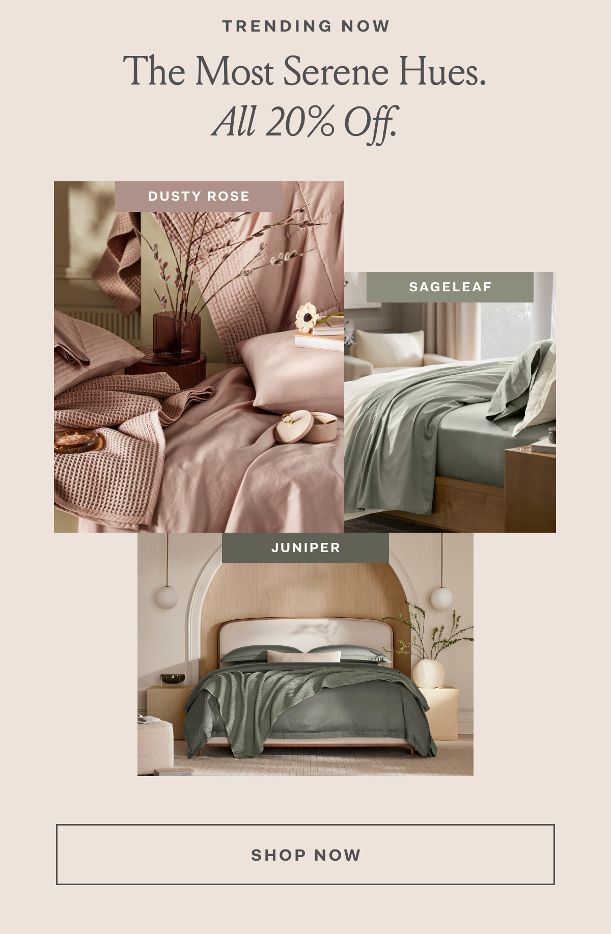Trending Now Dusty Rose Sageleaf Juniper SHOP NOW