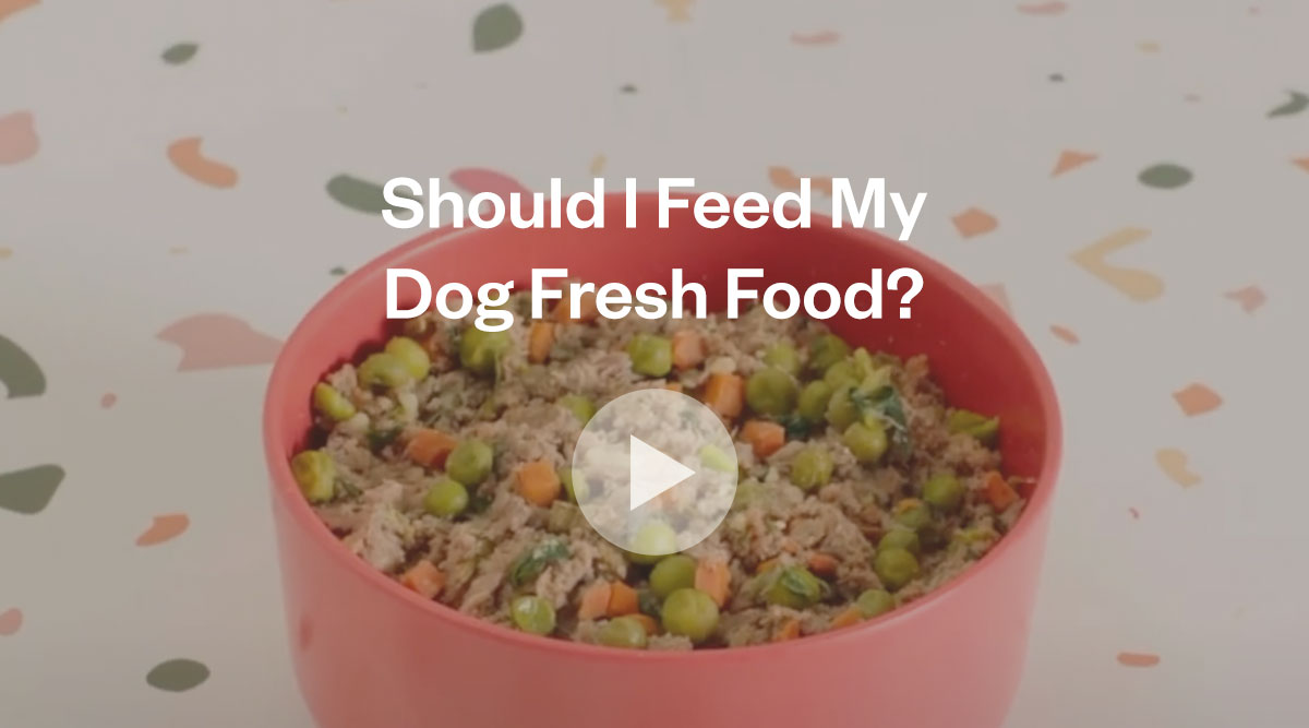 Should I feed my dog fresh food?