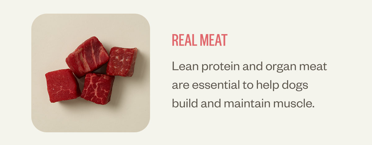 Real meat. Lean protein and organ meat are essential to help dogs build and maintain muscle.