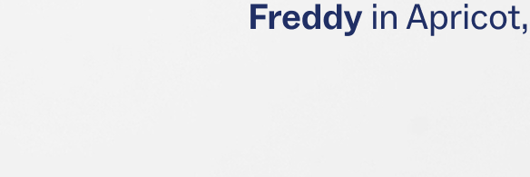 Freddy in Apricot