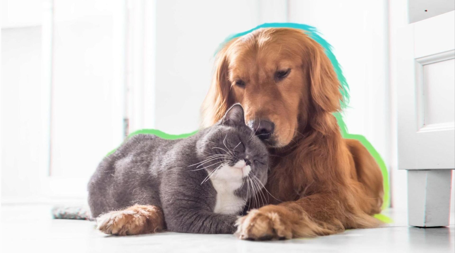 Dog and a cat cuddling