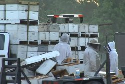 Beekeepers at the scene of the wreck