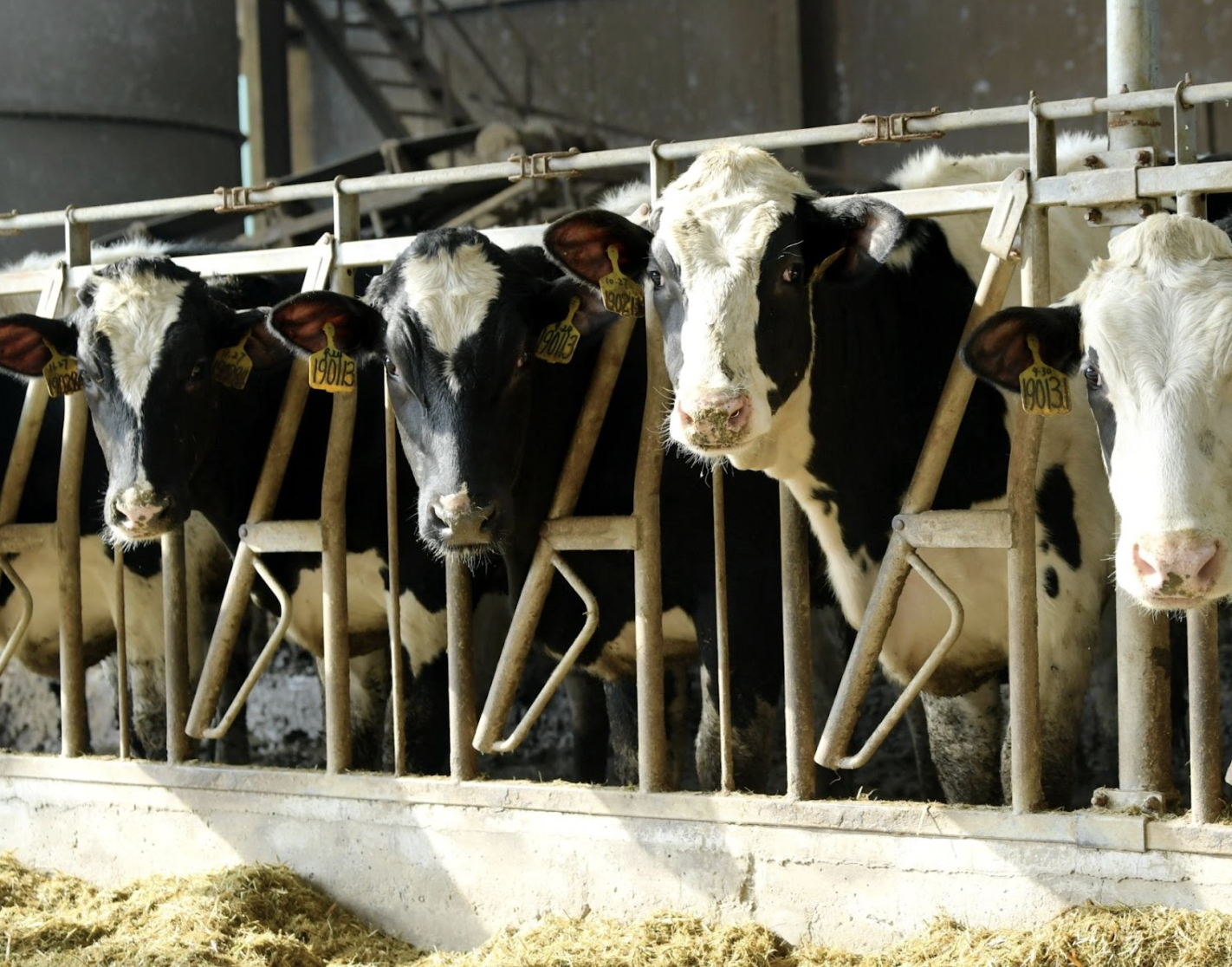 Chinese scientists have cloned three 'super cows' which are capable of producing 18 tons of milk a year