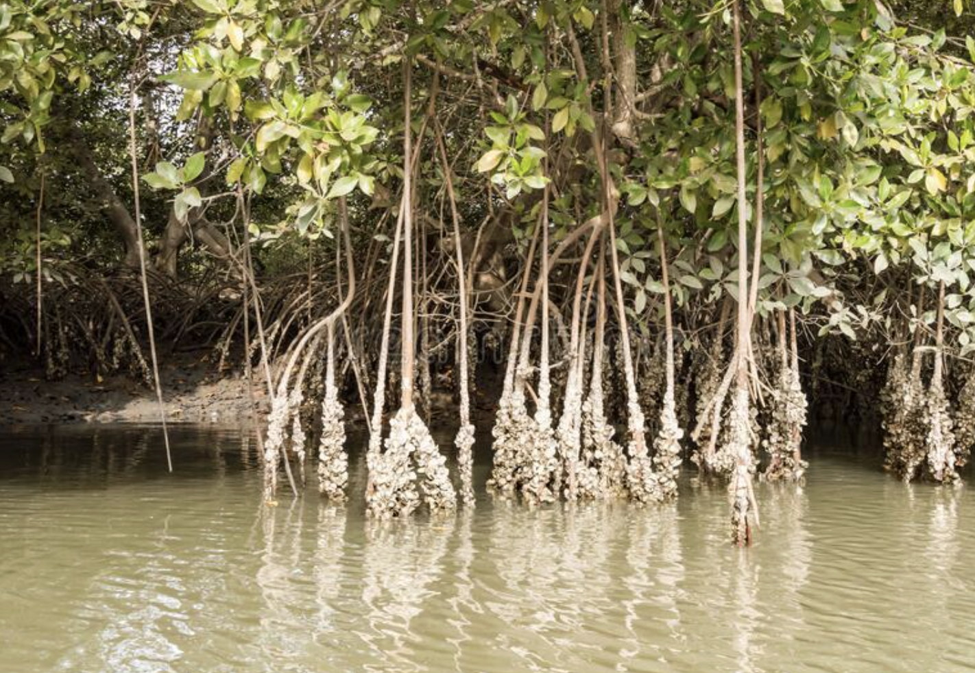 Gambia greenlights ten-year plan for its mangrove oyster sector