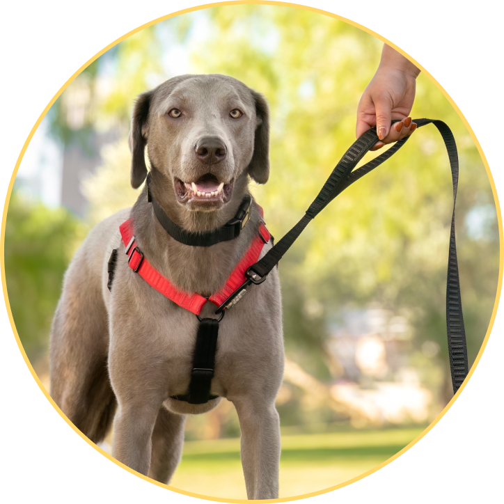 Why a harness is a great choice for every dog Rover