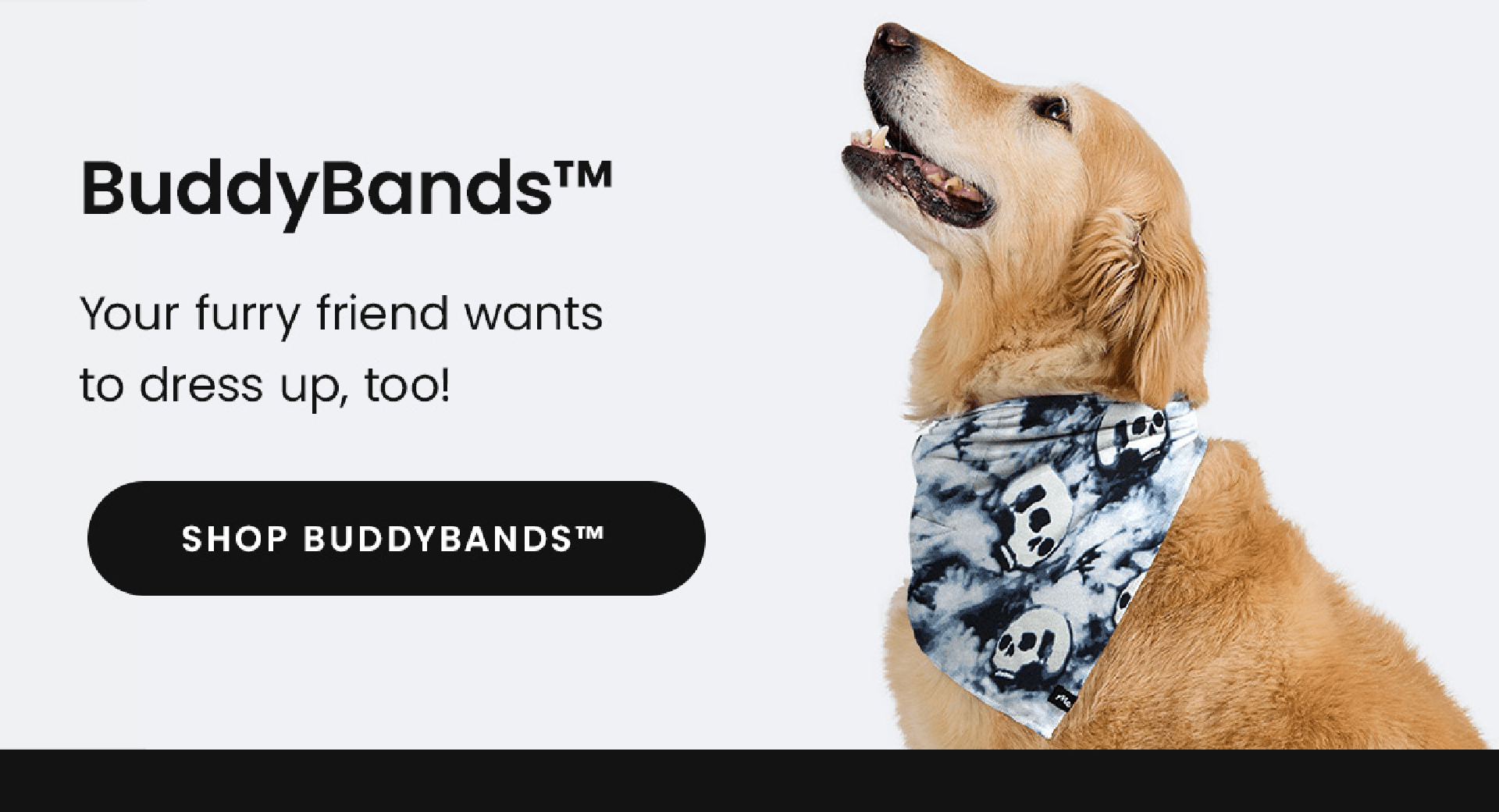 BuddyBands | Your furry friend wants to dress up, too! | Shop Buddybands