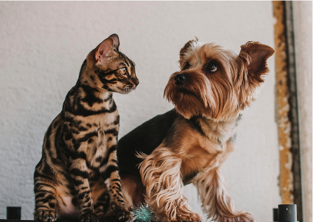 PETA Thanks Trump Admin for Ending Navy Testing on Dogs and Cats, Asks for Comprehensive Federal Ban