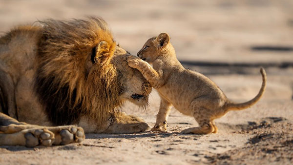 [IMAGE] Lion with her cub