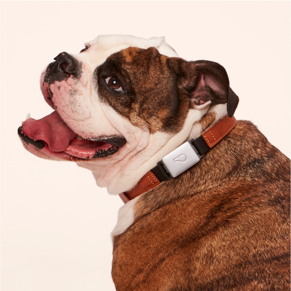 Dog wearing Whistle Switch Collar