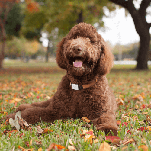 Dog playing in leaves