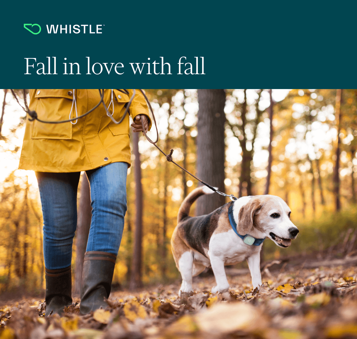 Fall in love with fall