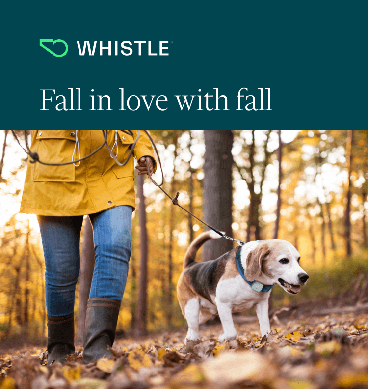 Fall in love with fall