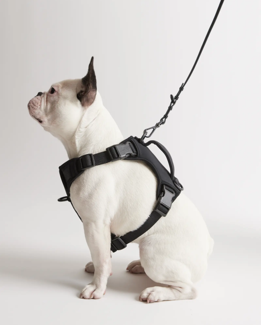 dog-harness-walk-kit 