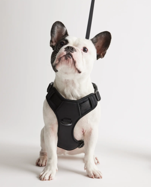 Neoprene Double Panel Dog Harness