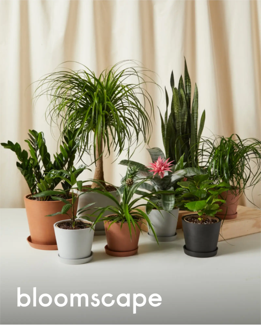 Bloomscape