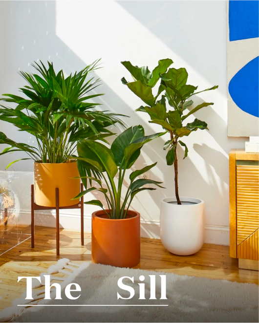 The Sill