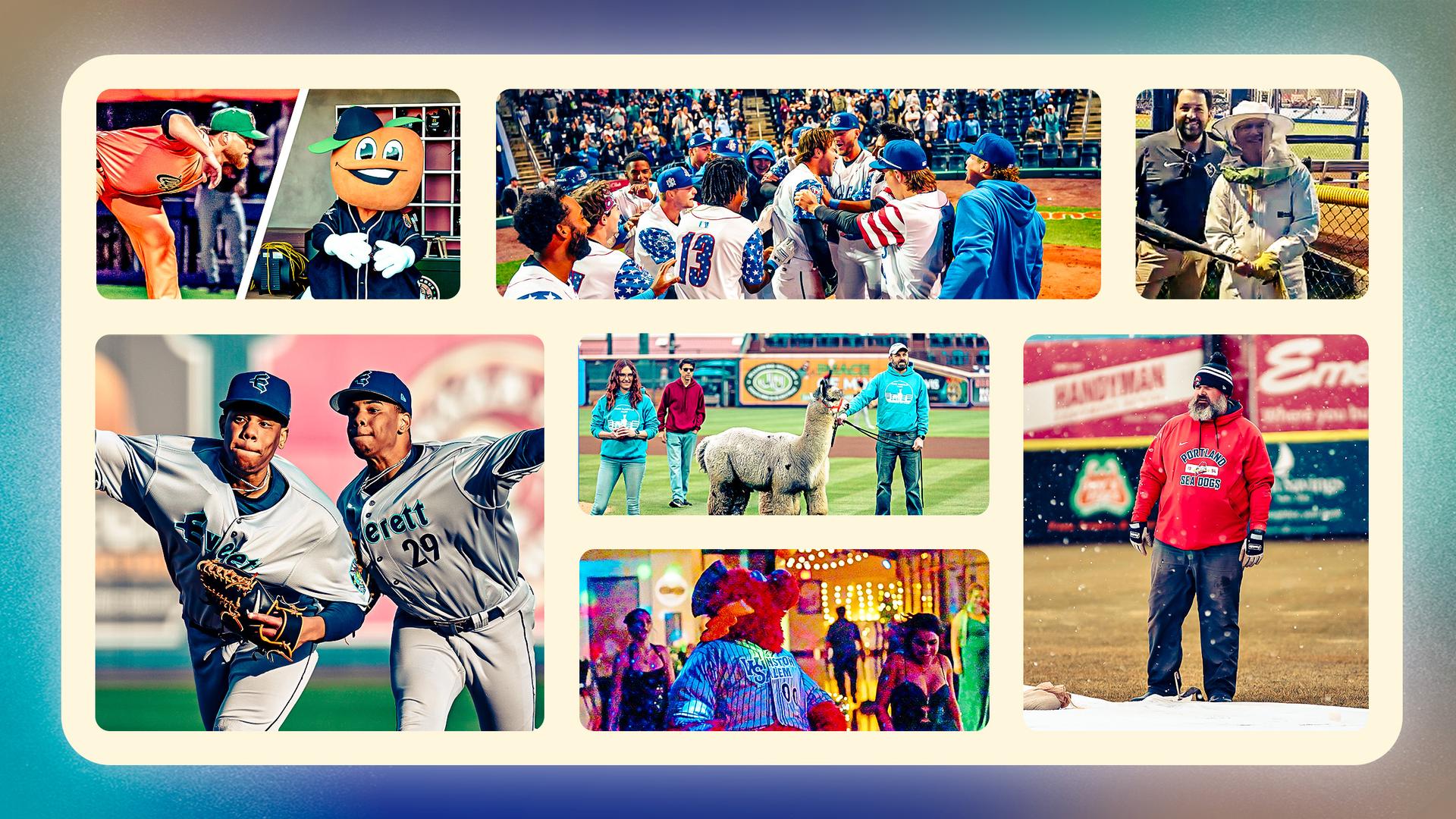 Collage of wild events