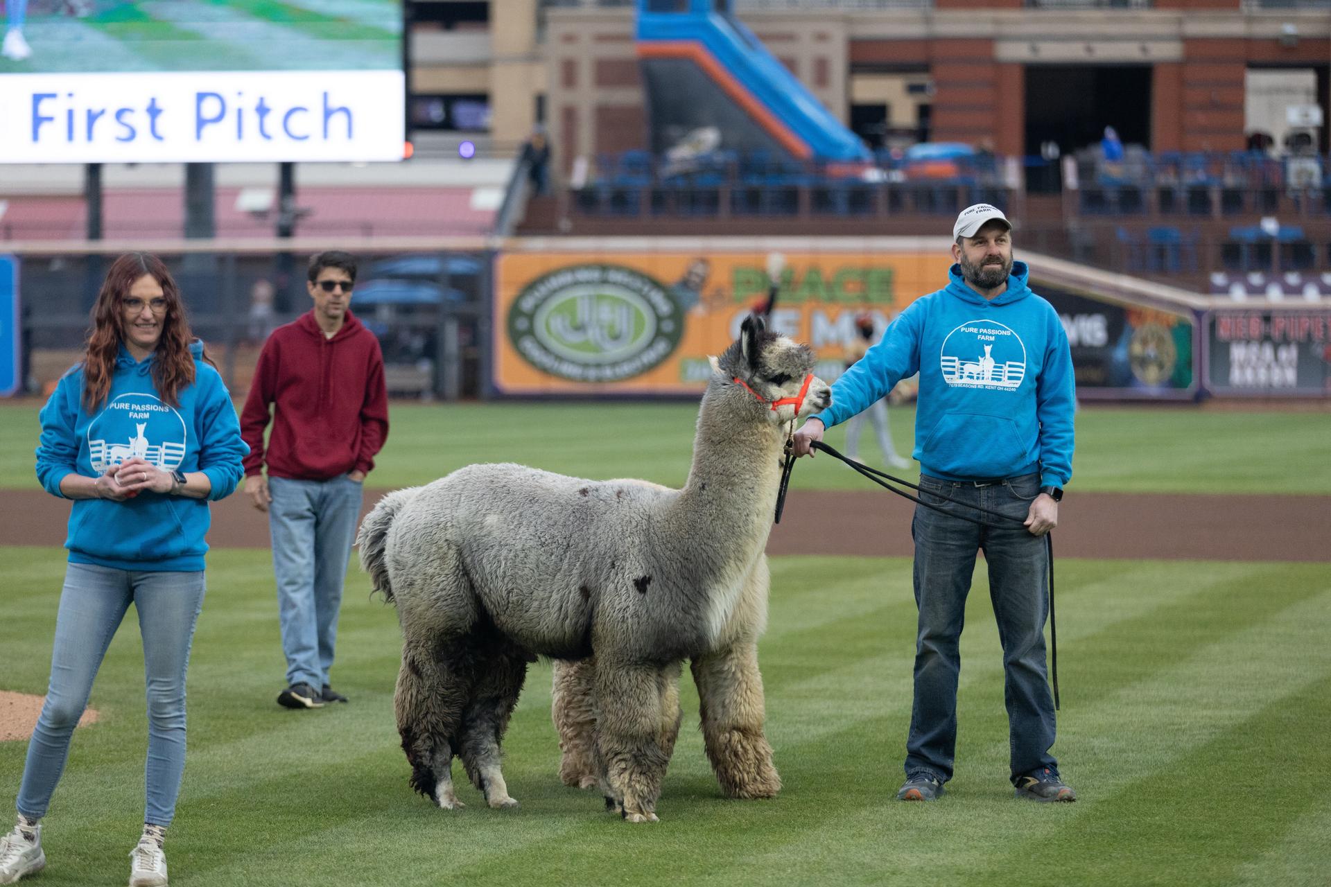 An alpaca in Akron