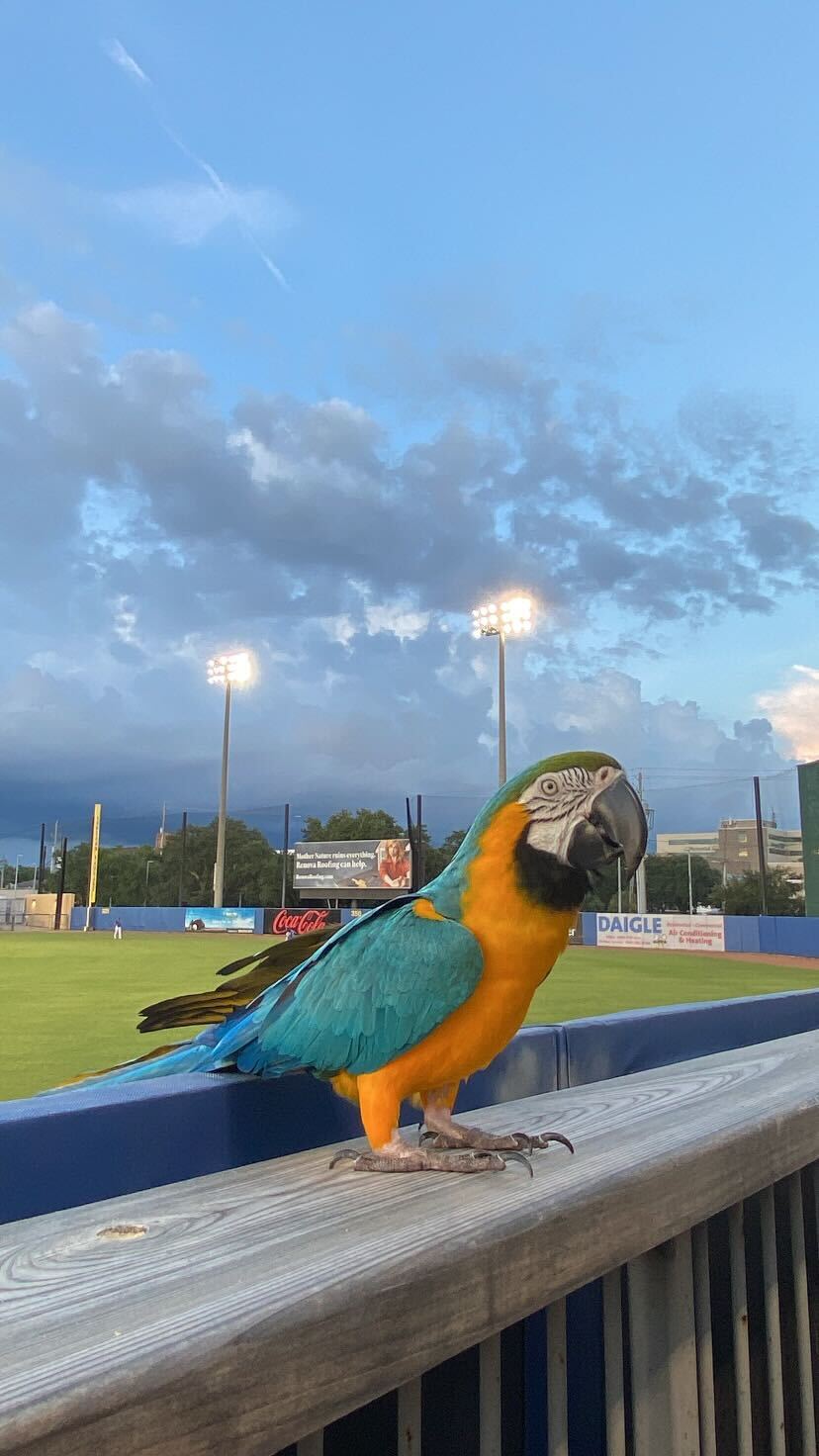 Rally Parrot