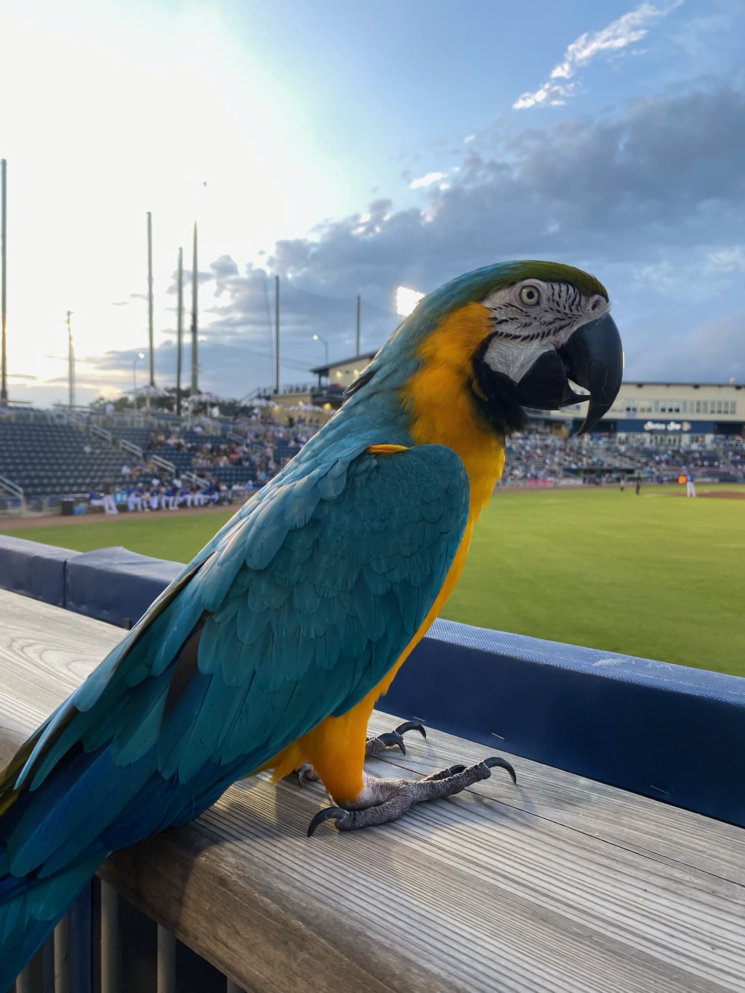 Rally parrot