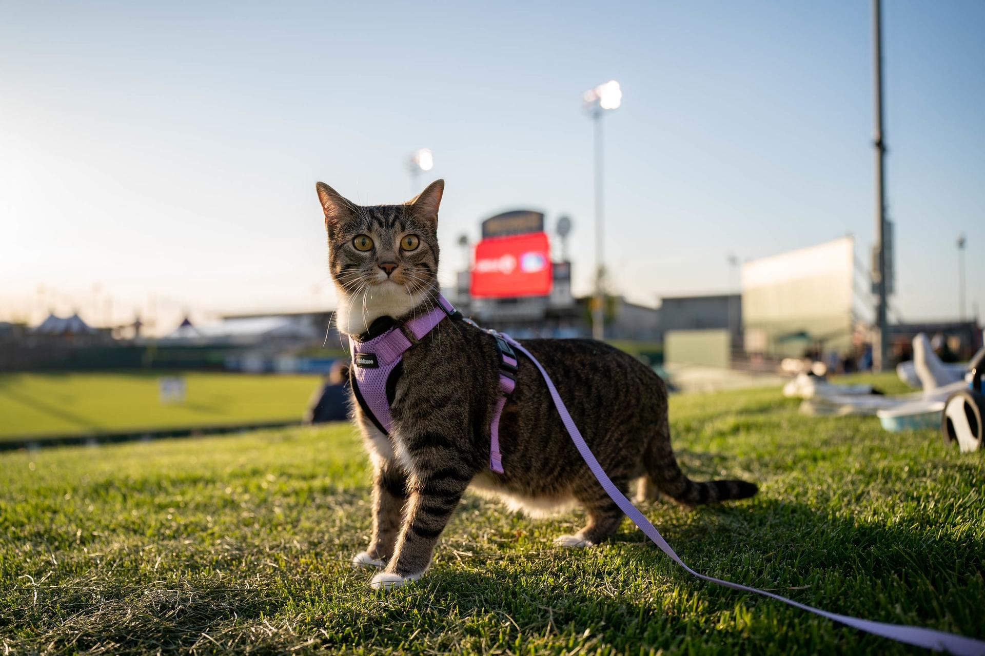 A cat at the ballpark