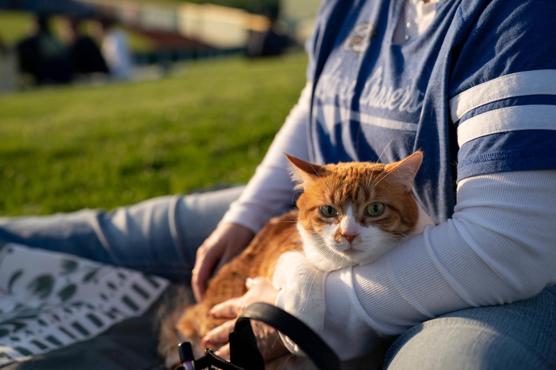 Cat on the berm