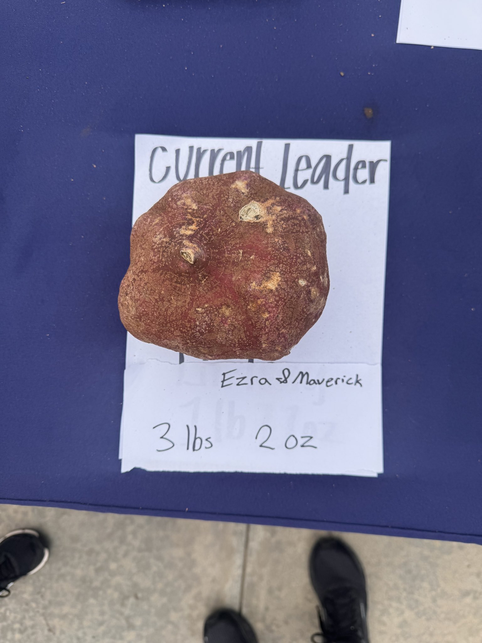 Giant potato
