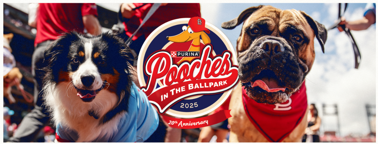 Pooches in the Ballpark image