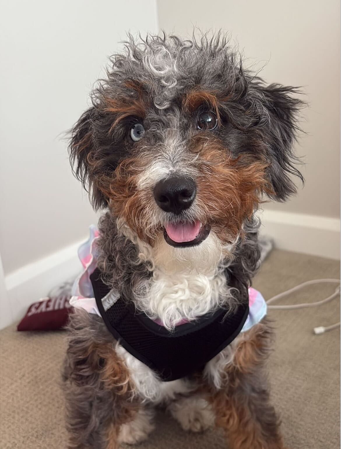 Mily, one of Brayan Rocchio's three dogs