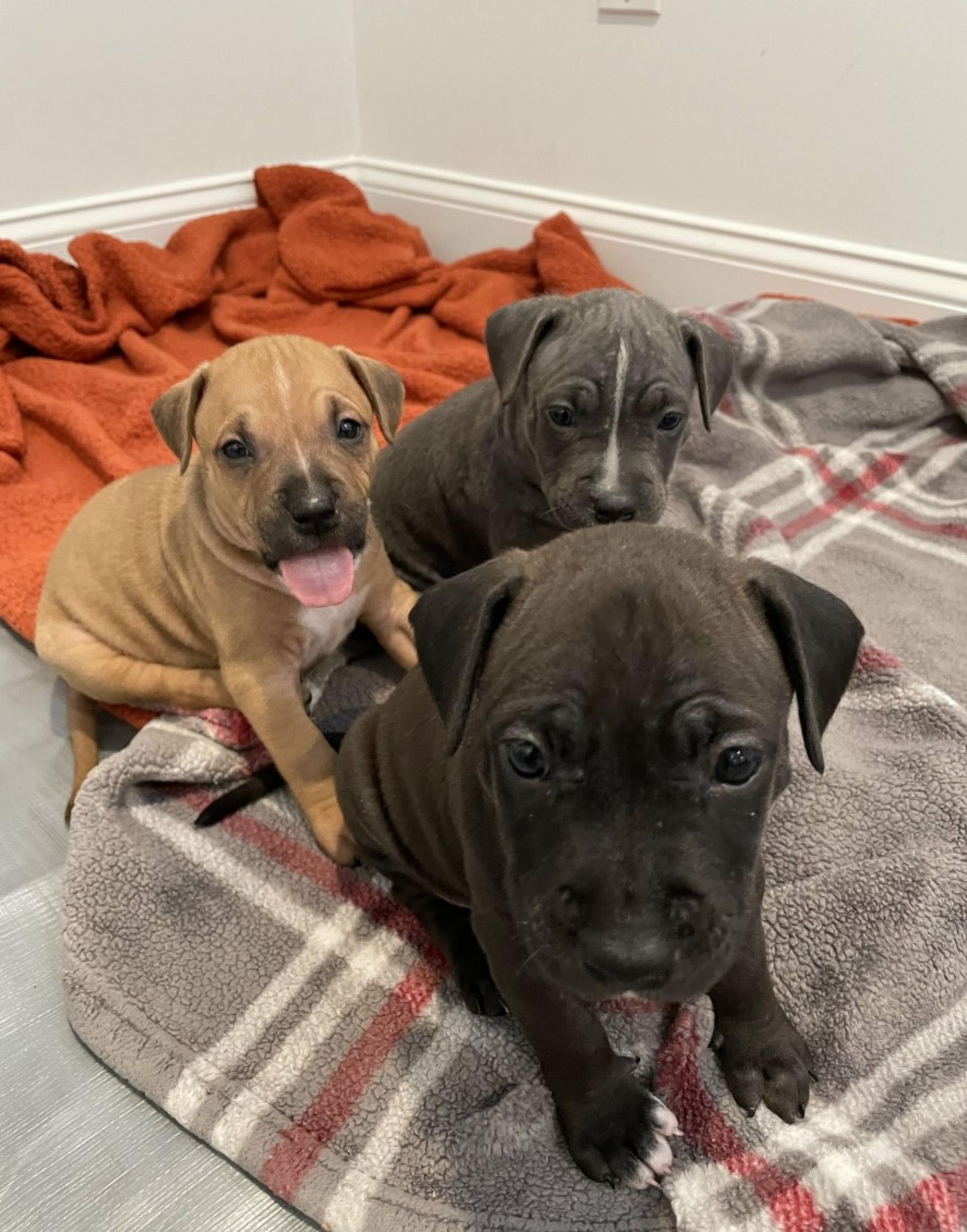 Puppies