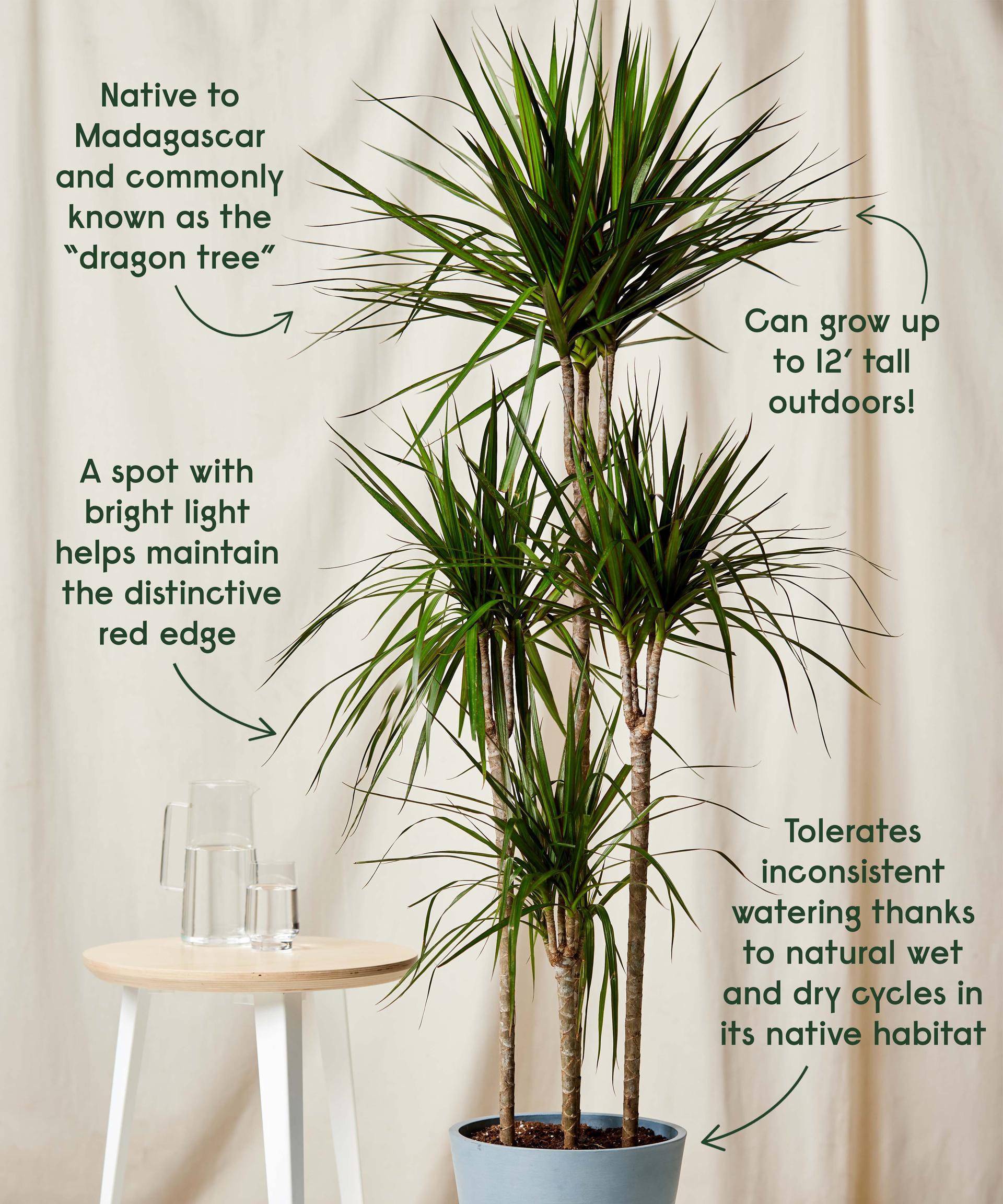 Staggered Dracaena Marginata