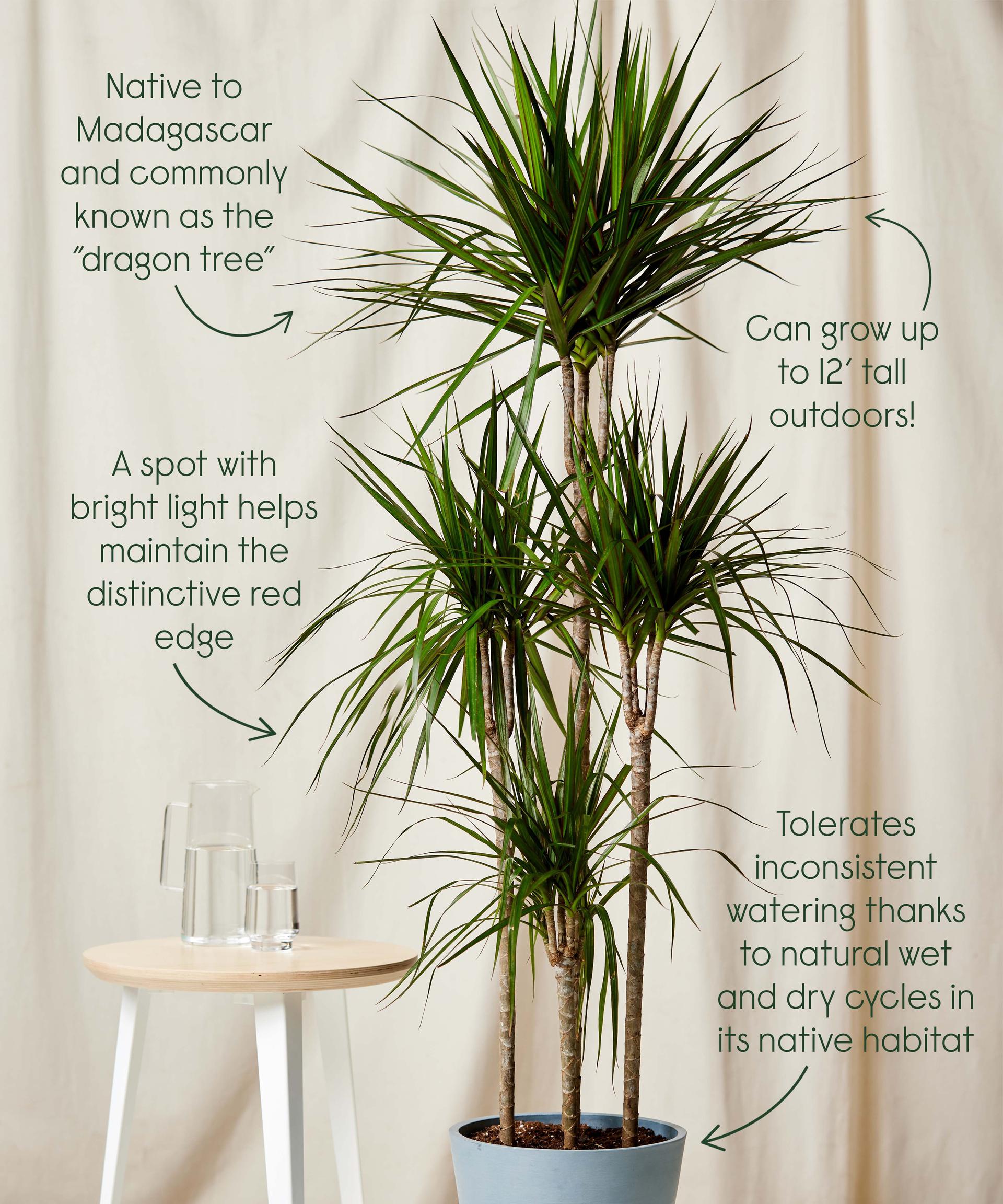 Staggered Dracaena Marginata