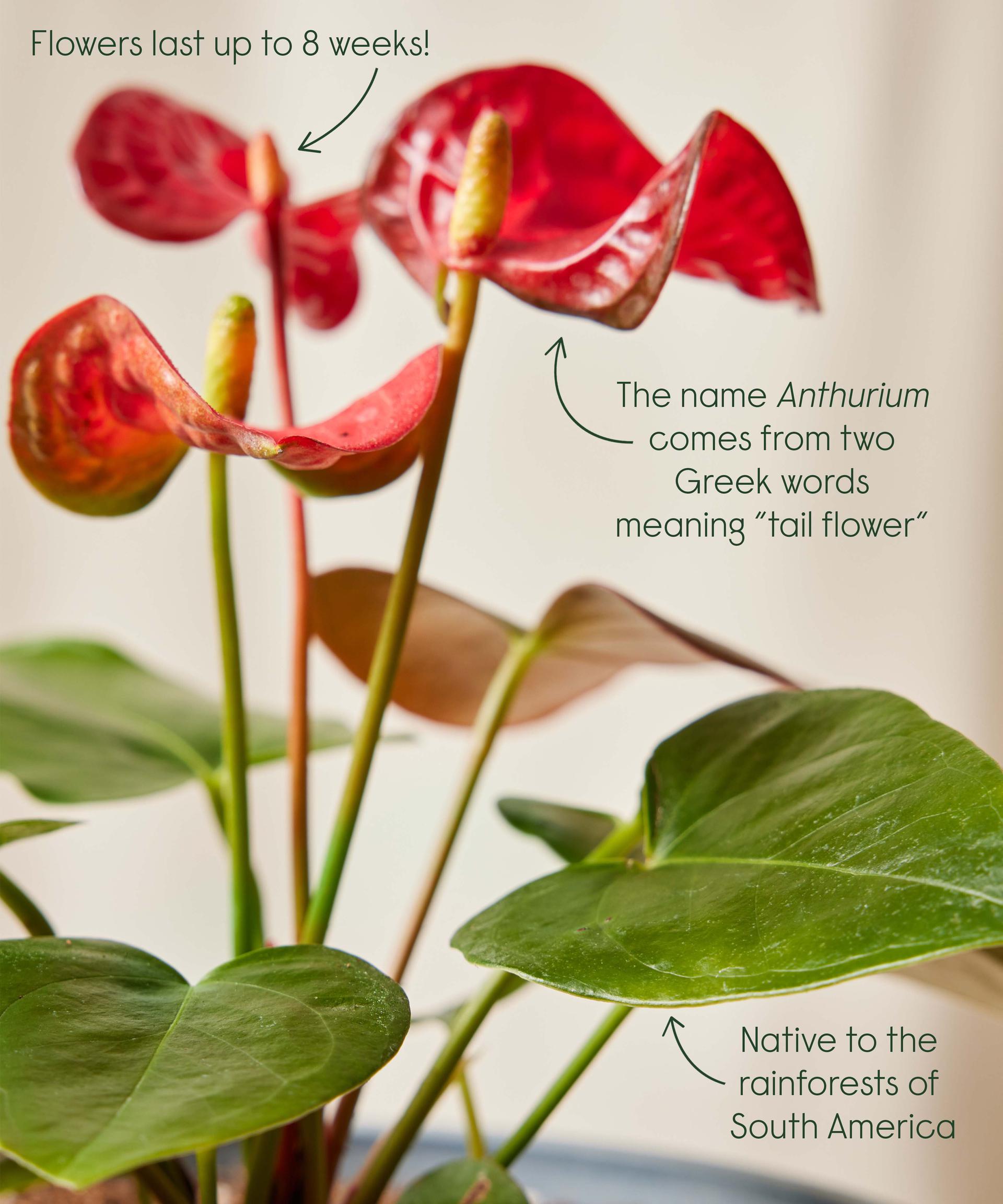 Red Anthurium